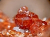 garnet hessonite val malenco valtellina italy